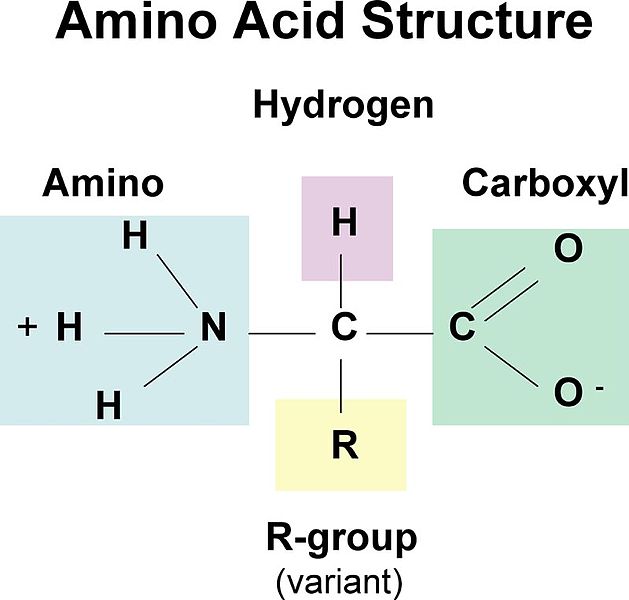 Difference Between Amino Acid And Nucleotide | Compare The Difference  Between Similar Terms
